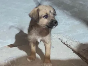 Cachorro raça SRD-ViraLata idade 2 a 6 meses nome Pitucha