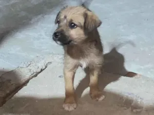 Cachorro raça SRD-ViraLata idade 2 a 6 meses nome Pitucha