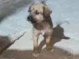 Pitucha