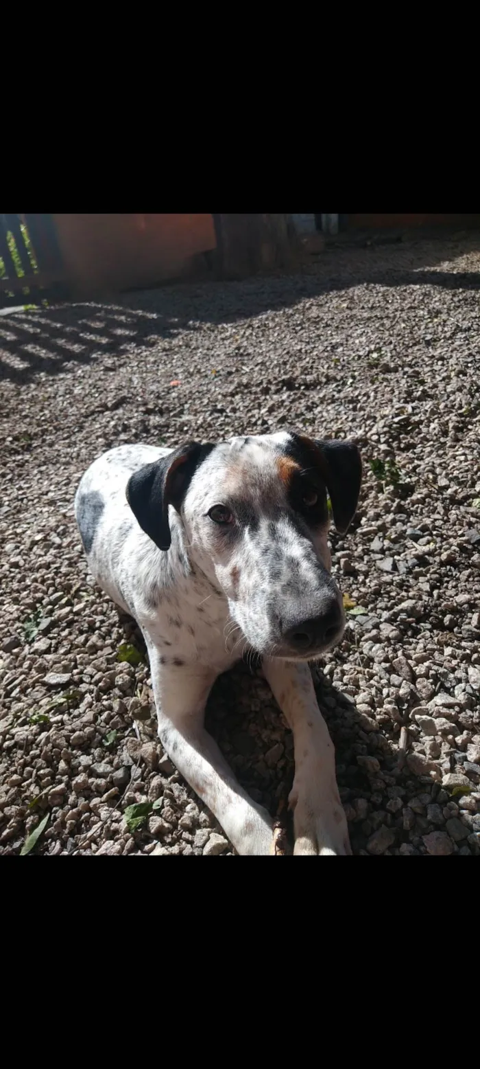 Cachorro ra a SRD-ViraLata idade 3 anos nome Canela