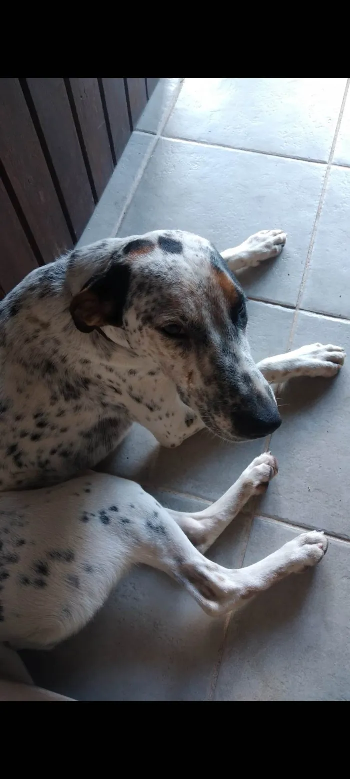 Cachorro ra a SRD-ViraLata idade 3 anos nome Canela