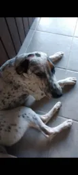 Canela