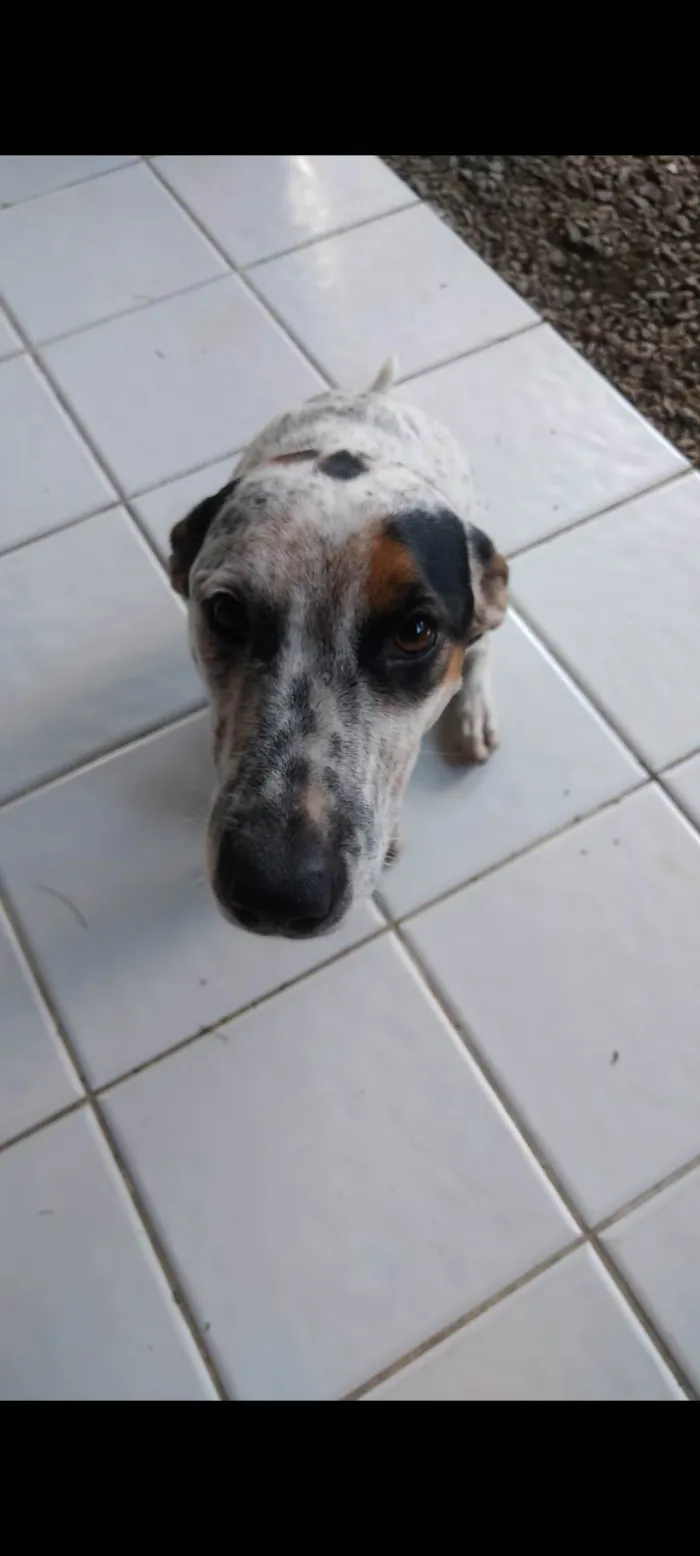 Cachorro ra a SRD-ViraLata idade 3 anos nome Canela