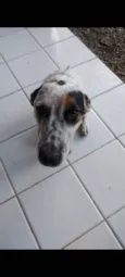 Canela