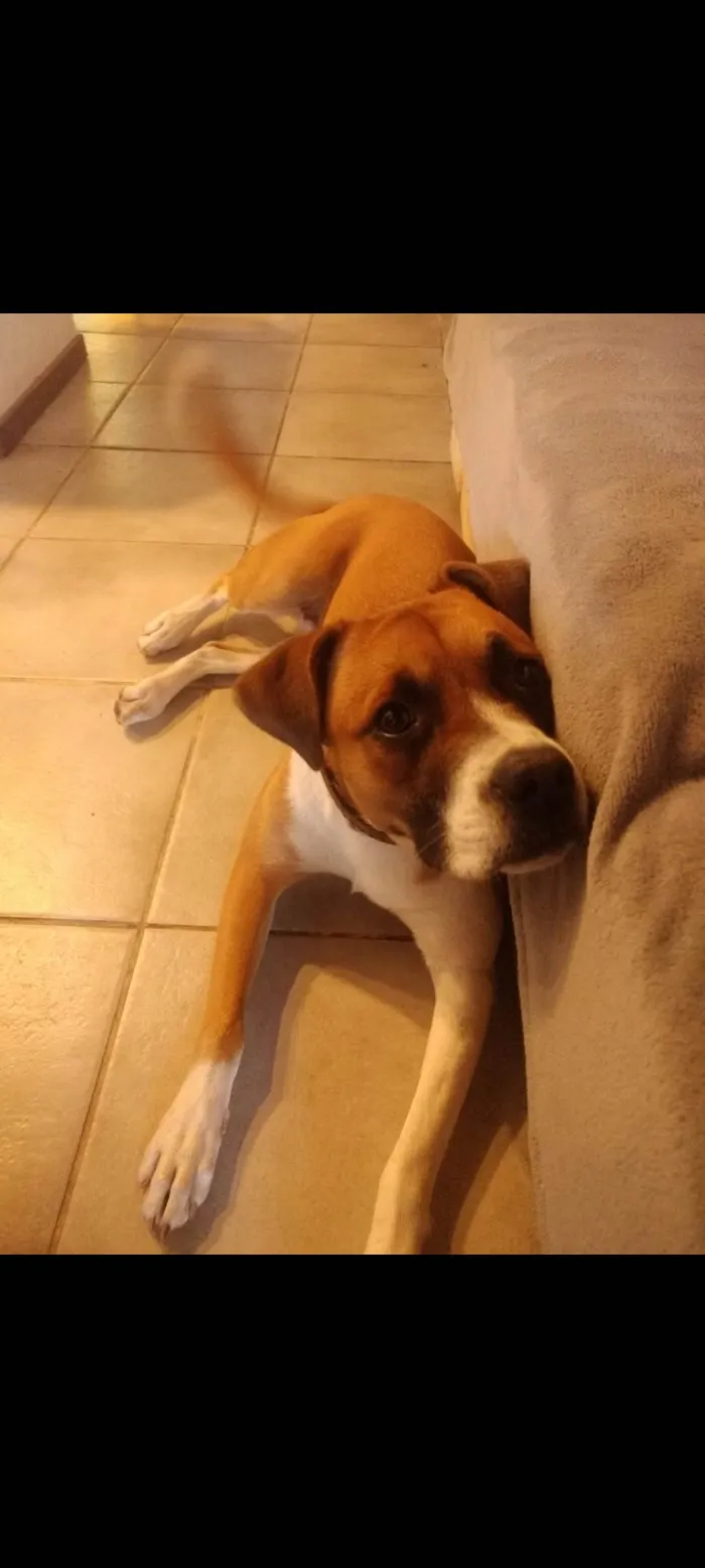 Cachorro ra a SRD-ViraLata idade 5 anos nome Gengibre 