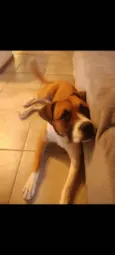 Gengibre