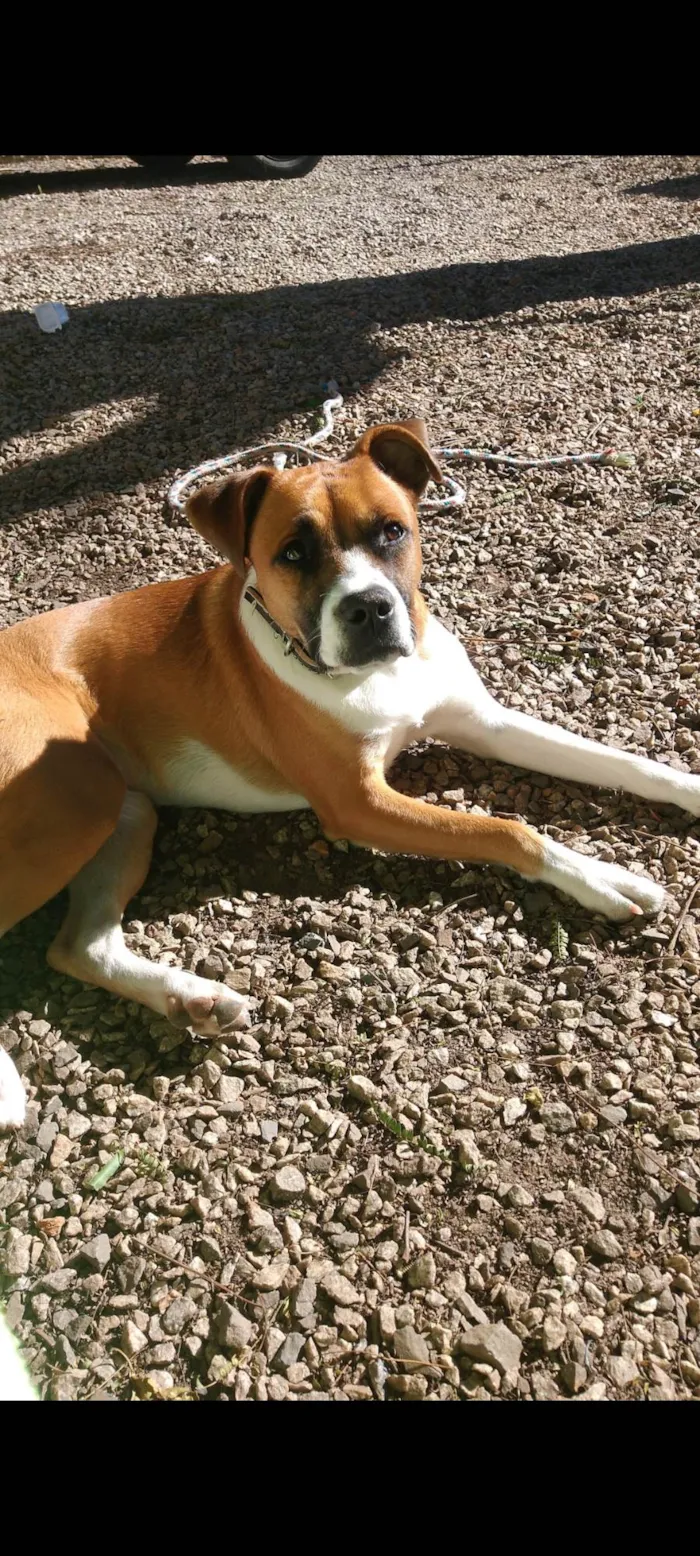Cachorro ra a SRD-ViraLata idade 5 anos nome Gengibre 