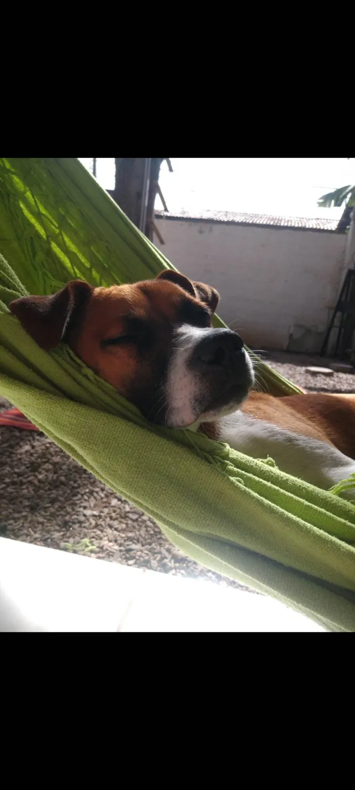 Cachorro ra a SRD-ViraLata idade 5 anos nome Gengibre 