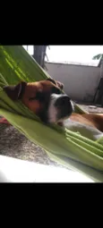 Gengibre