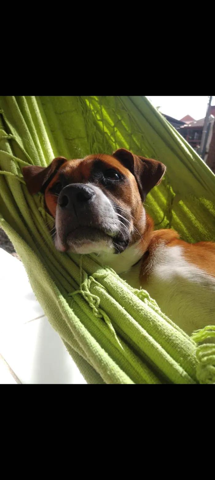 Cachorro ra a SRD-ViraLata idade 5 anos nome Gengibre 