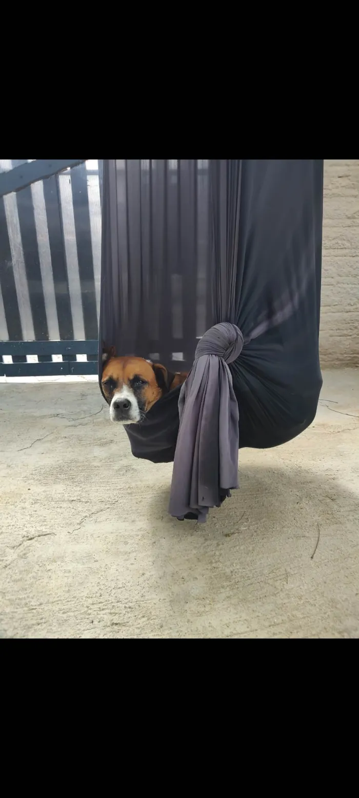 Cachorro ra a SRD-ViraLata idade 5 anos nome Gengibre 