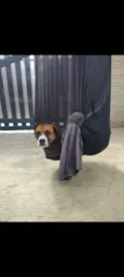 Gengibre