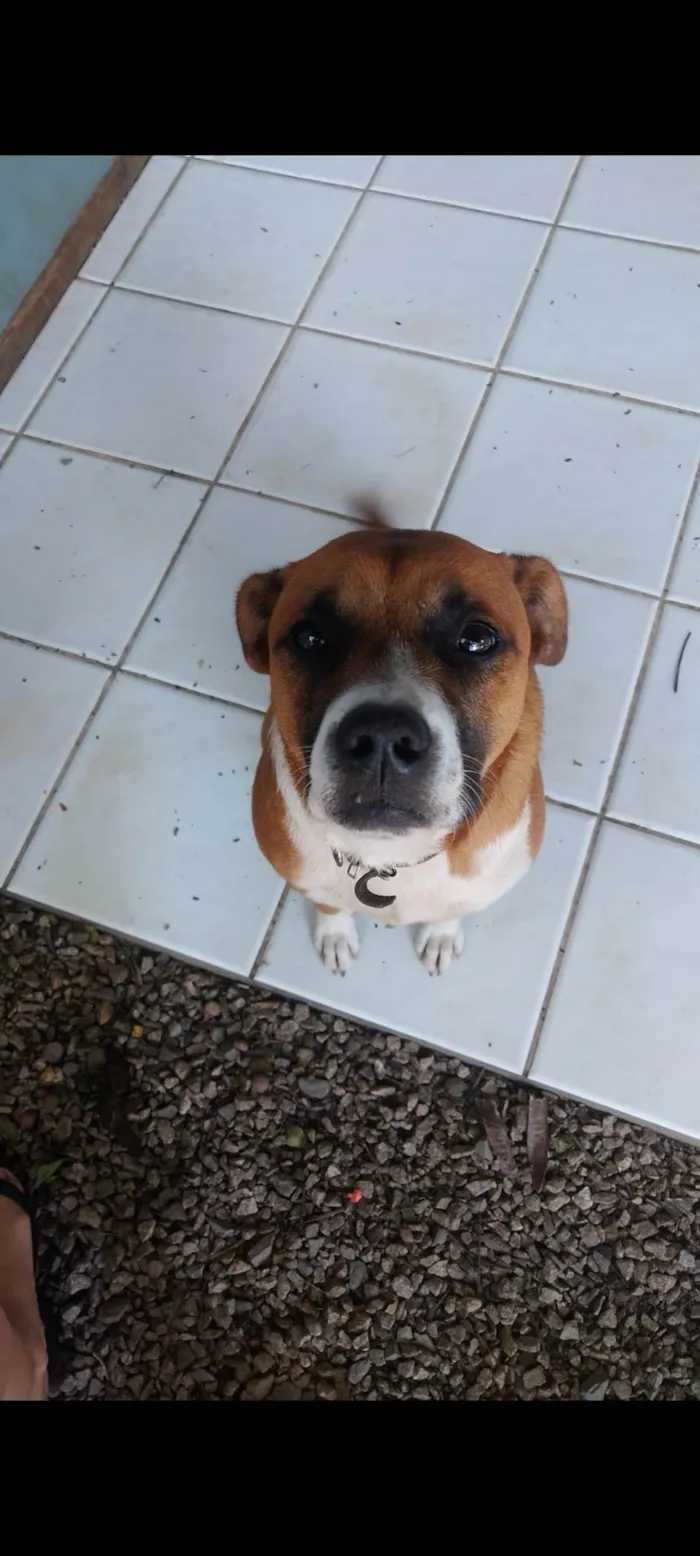 Cachorro ra a SRD-ViraLata idade 5 anos nome Gengibre 