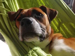 Cachorro raça SRD-ViraLata idade 5 anos nome Gengibre 
