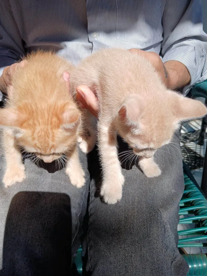 Gato ra a SRD-ViraLata idade 2 a 6 meses nome sem nome