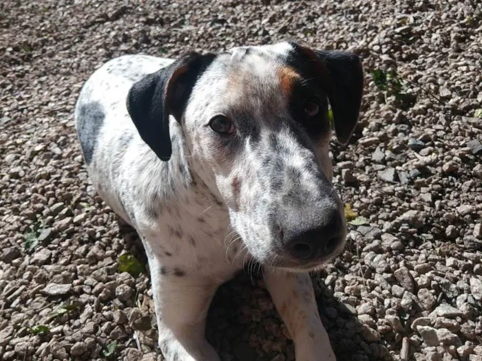 Cachorro ra a SRD-ViraLata idade 3 anos nome Canela