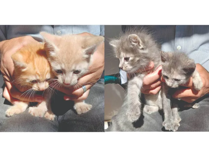 Gato ra a SRD-ViraLata idade 2 a 6 meses nome sem nome