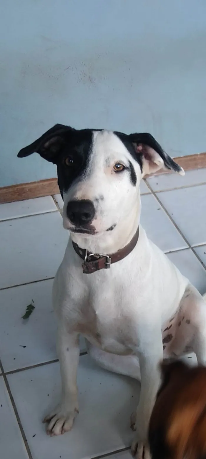 Cachorro ra a SRD-ViraLata idade 3 anos nome Zatar