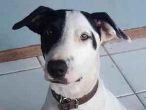 Cachorro raça SRD-ViraLata idade 3 anos nome Zatar