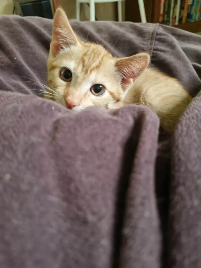 Gato ra a SRD-ViraLata idade 2 a 6 meses nome Gatinho - 3 meses - FIV e FeLV negativo - Vacinas e castração garantidas