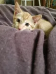 Gatinho - 3 meses - FIV e FeLV negativo - Vacinas e castração garantidas
