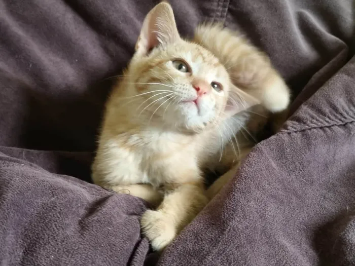 Gato ra a SRD-ViraLata idade 2 a 6 meses nome Gatinho - 3 meses - FIV e FeLV negativo - Vacinas e castração garantidas