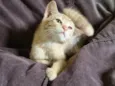 Gatinho - 3 meses - FIV e FeLV negativo - Vacinas e castração garantidas