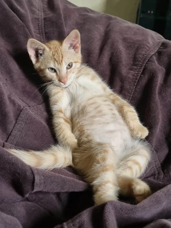 Gato ra a SRD-ViraLata idade 2 a 6 meses nome Gatinho - 3 meses - FIV e FeLV negativo - Vacinas e castração garantidas