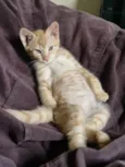 Gatinho - 3 meses - FIV e FeLV negativo - Vacinas e castração garantidas