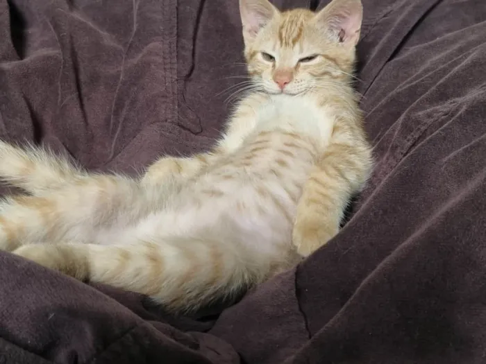 Gato ra a SRD-ViraLata idade 2 a 6 meses nome Gatinho - 3 meses - FIV e FeLV negativo - Vacinas e castração garantidas