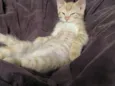 Gatinho - 3 meses - FIV e FeLV negativo - Vacinas e castração garantidas