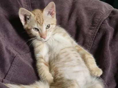 Gato raça SRD-ViraLata idade 2 a 6 meses nome Gatinho - 3 meses - FIV e FeLV negativo - Vacinas e castração garantidas