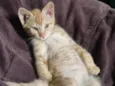 Gatinho - 3 meses - FIV e FeLV negativo - Vacinas e castração garantidas