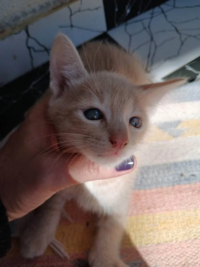 Gato ra a SRD-ViraLata idade 2 a 6 meses nome sem nome