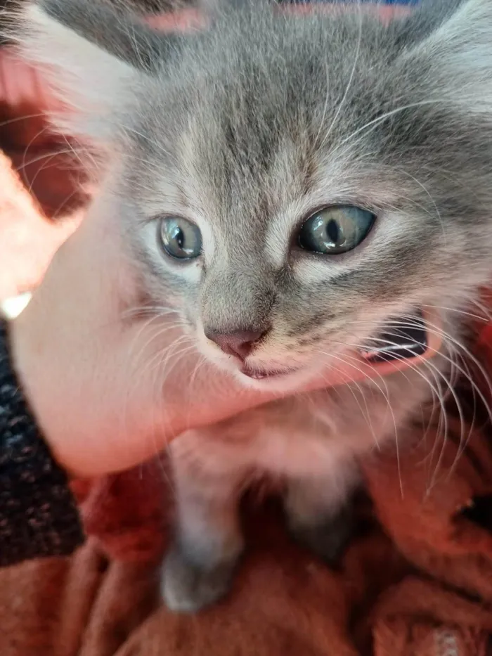 Gato ra a SRD-ViraLata idade 2 a 6 meses nome sem nome
