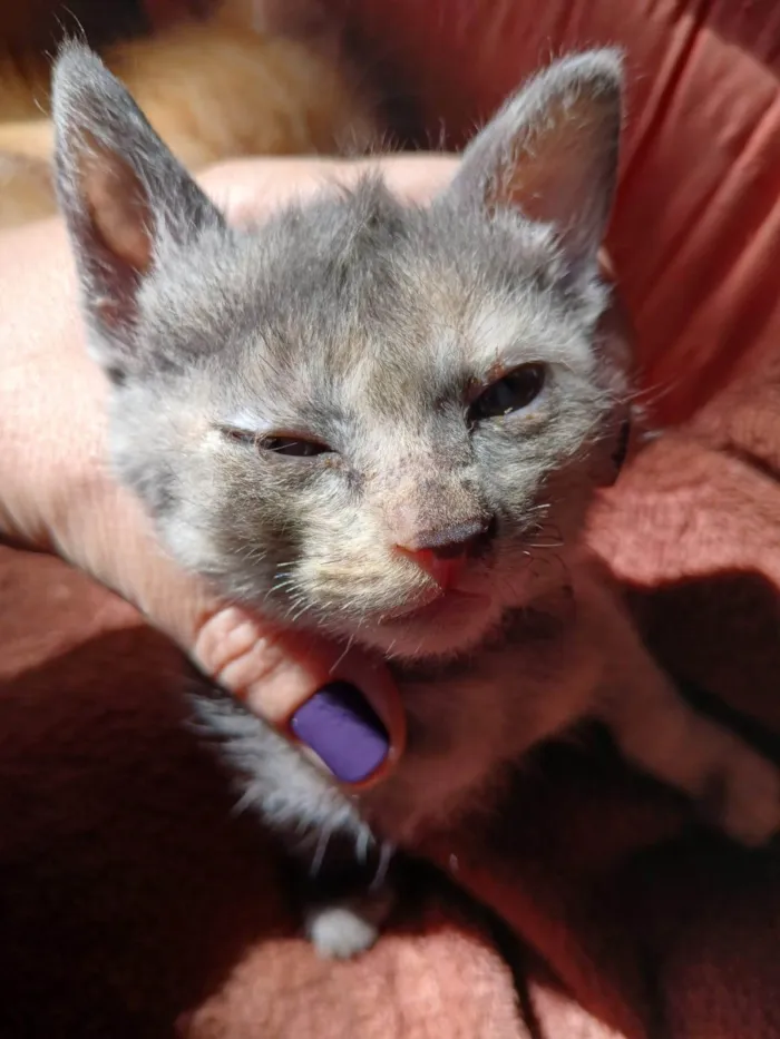 Gato ra a SRD-ViraLata idade 2 a 6 meses nome sem nome