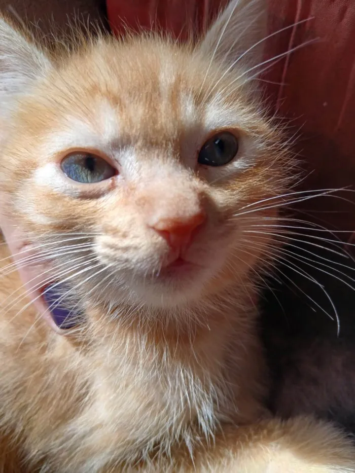 Gato ra a SRD-ViraLata idade 2 a 6 meses nome sem nome