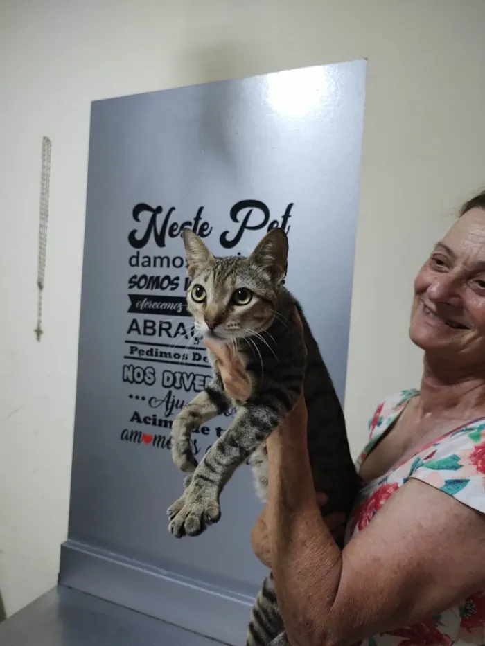Gato ra a SRD-ViraLata idade 7 a 11 meses nome Cabral