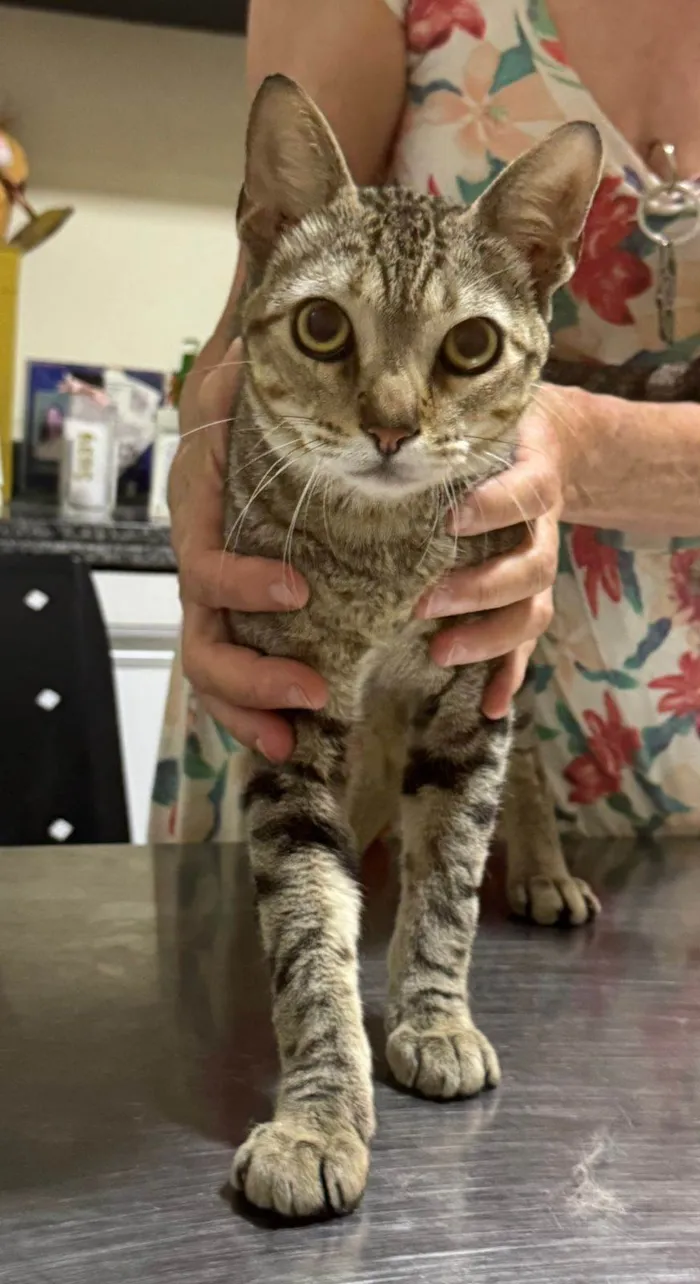 Gato ra a SRD-ViraLata idade 7 a 11 meses nome Cabral