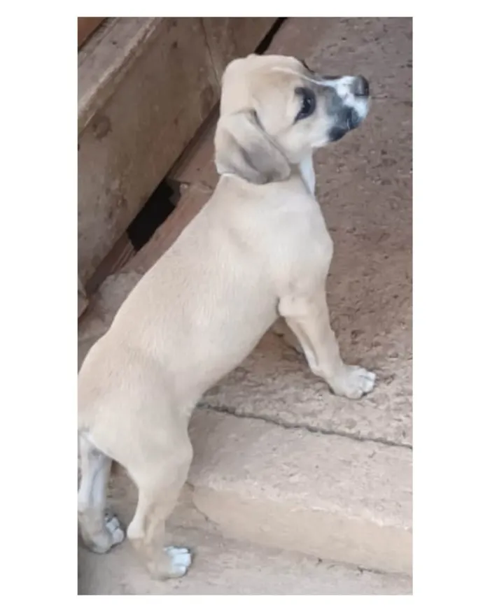 Cachorro ra a SRD-ViraLata idade 2 a 6 meses nome Sem nome