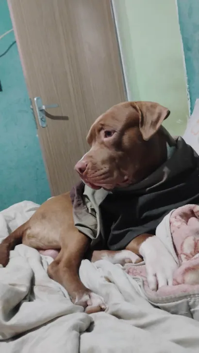 Cachorro raça Pit-Bull idade 1 ano nome Iron 