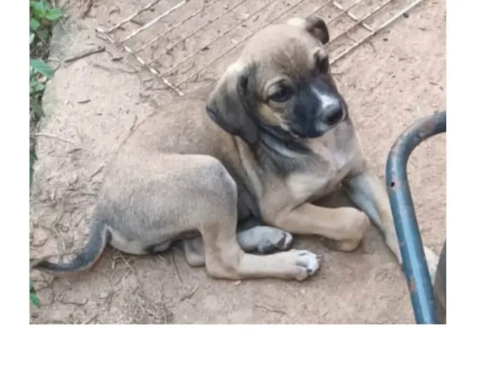 Cachorro ra a SRD-ViraLata idade 2 a 6 meses nome Sem nome