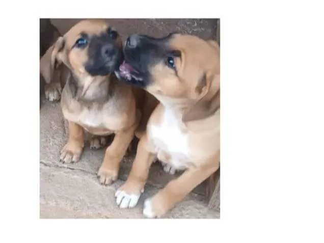 Cachorro ra a SRD-ViraLata idade 2 a 6 meses nome Sem nome