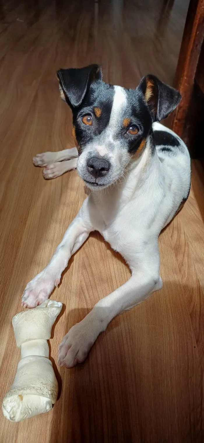 Cachorro ra a SRD-ViraLata idade 7 a 11 meses nome Kaio Jorge