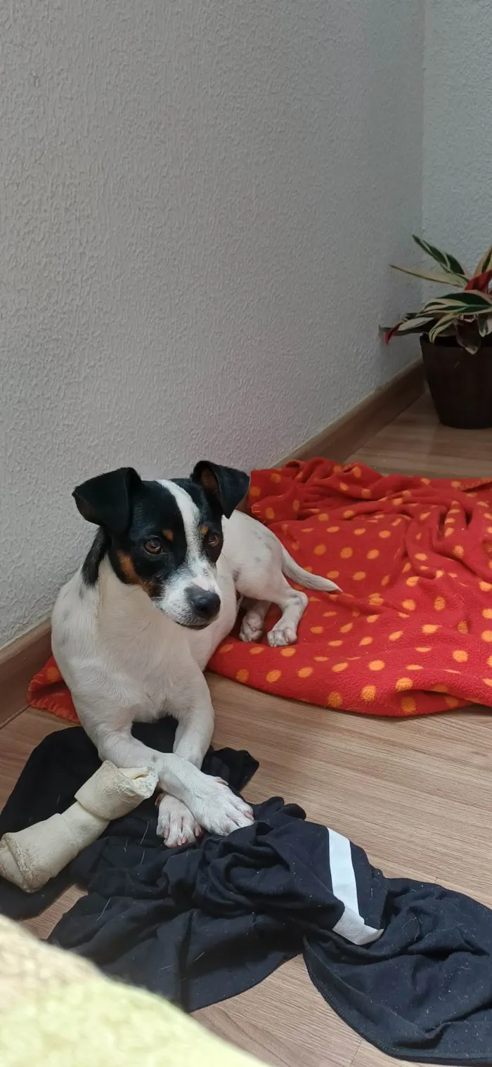 Cachorro ra a SRD-ViraLata idade 7 a 11 meses nome Kaio Jorge