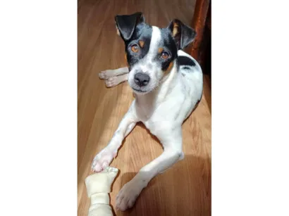 Cachorro raça SRD-ViraLata idade 7 a 11 meses nome Kaio Jorge