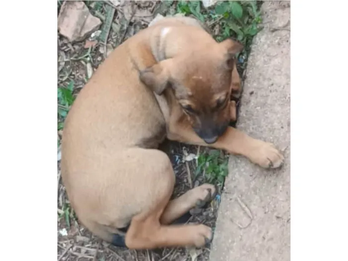 Cachorro ra a SRD-ViraLata idade 2 a 6 meses nome Sem nome