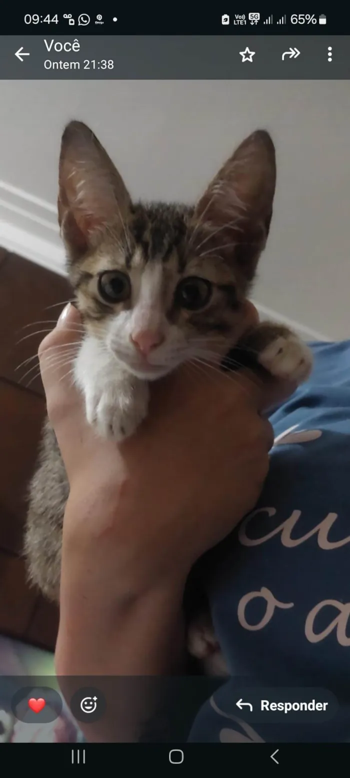 Gato ra a SRD-ViraLata idade Abaixo de 2 meses nome Sem nome