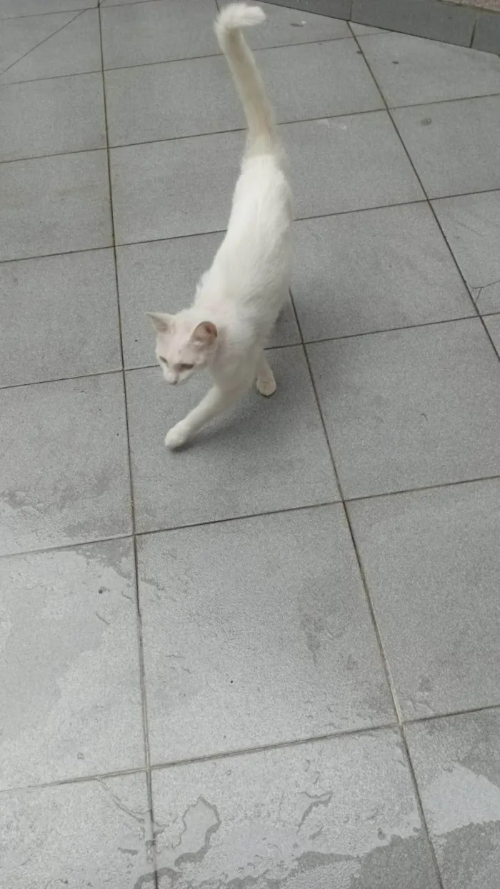 Gato ra a SRD-ViraLata idade 7 a 11 meses nome mery