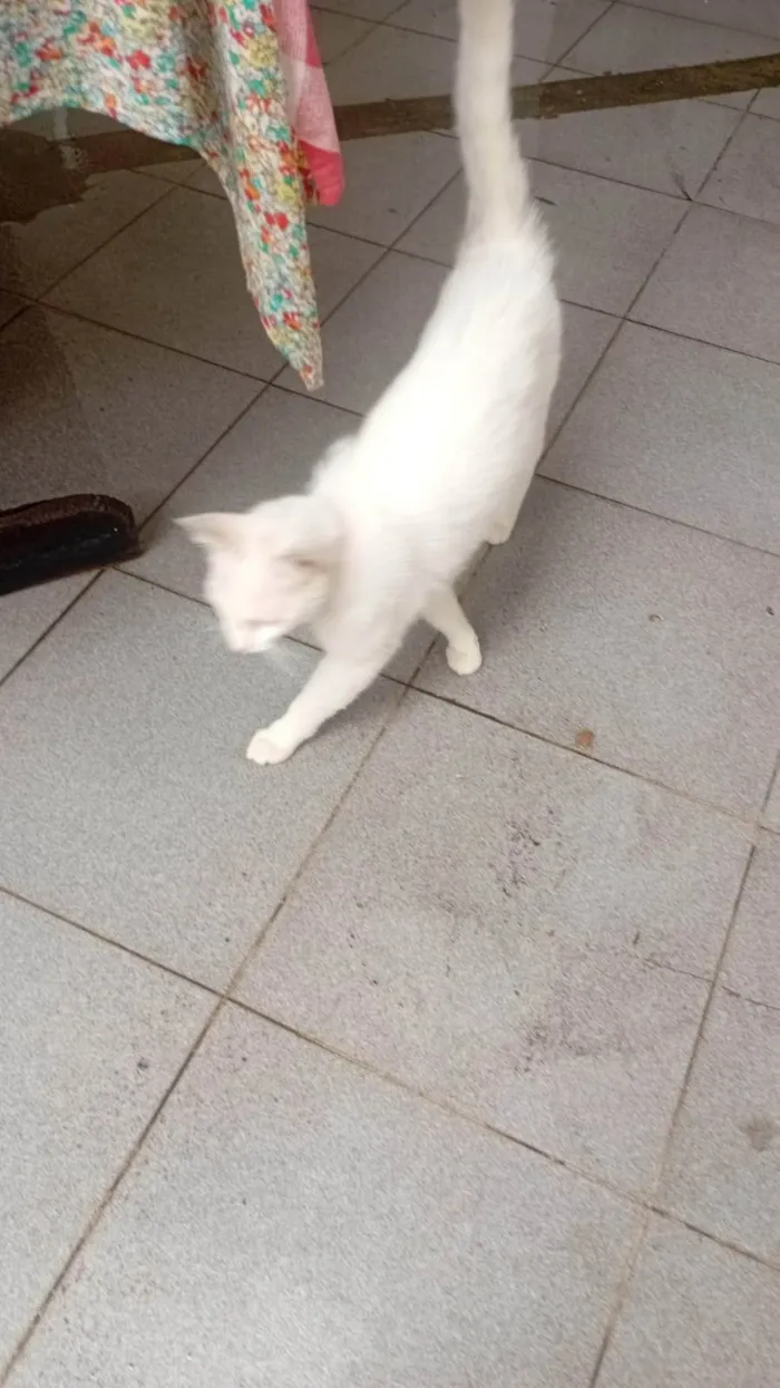 Gato ra a SRD-ViraLata idade 7 a 11 meses nome mery